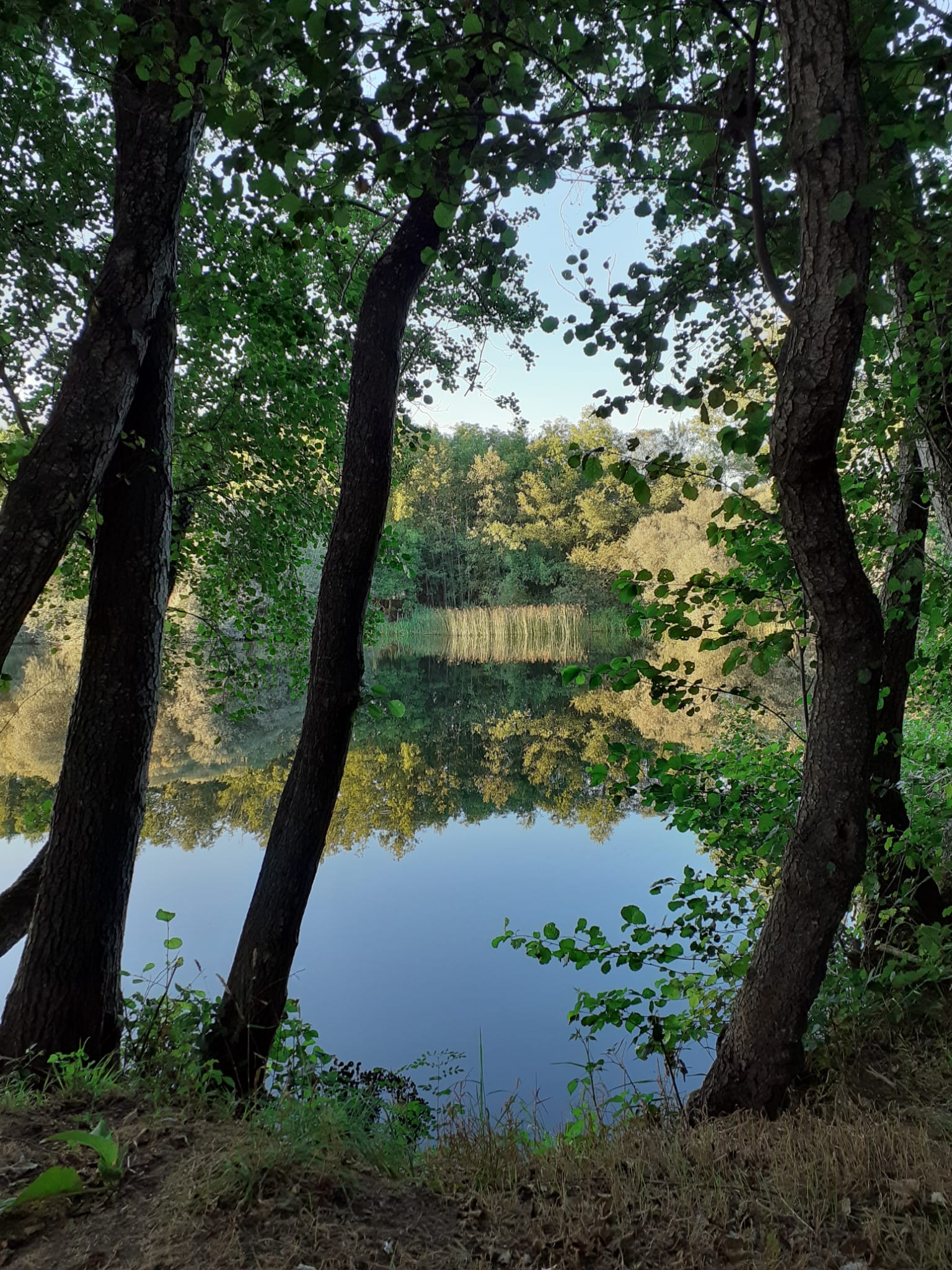 Ruta Santibañesa del Tera, un paisaje junto al agua con un Bosque
