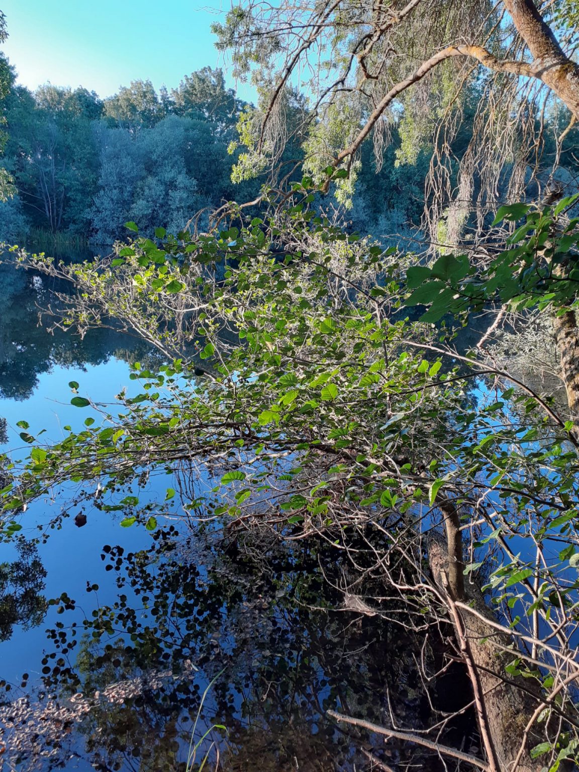 Ruta Santibañesa del Tera, un paisaje junto al agua con un Bosque