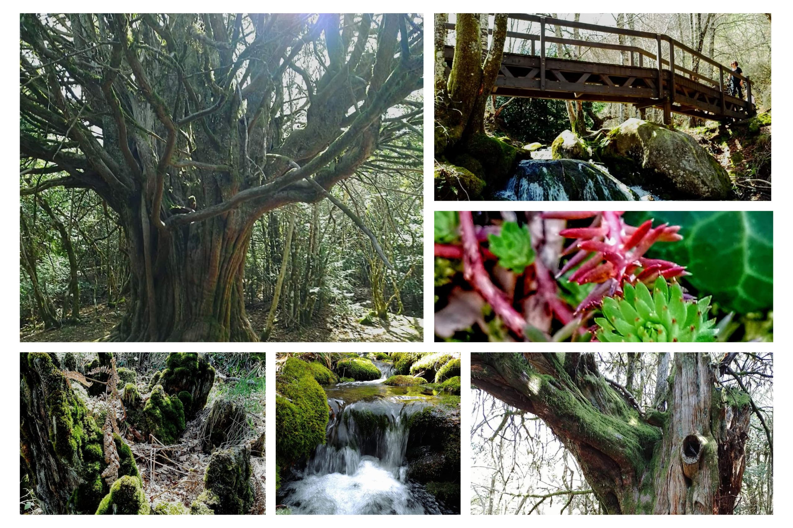 El Tejedelo o Teixedelo, un bosque encantado en Requejo de Sanabria